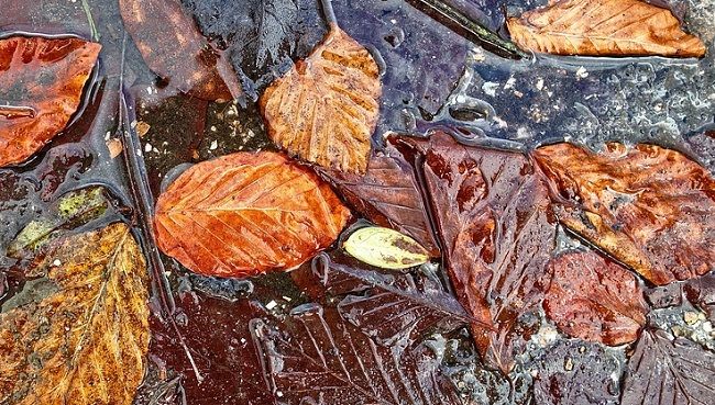 ムカデ・ヤスデ・ゲジの対策