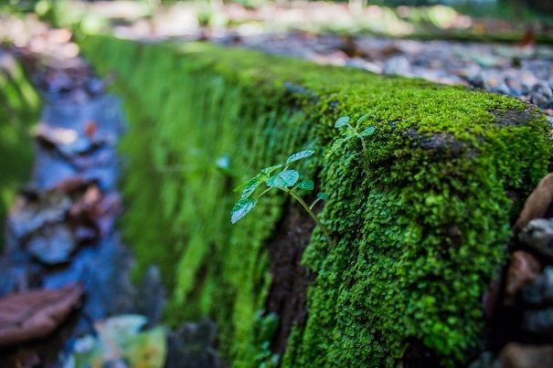 ムカデの活動時期に気をつけよう!ムカデの生態をくわしく紹介