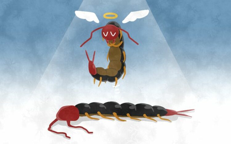 入ってきたときはこうしよう！ムカデの対処法