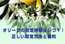 オリーブの剪定時期は年に二度ある！詳しい剪定方法とコツをご紹介