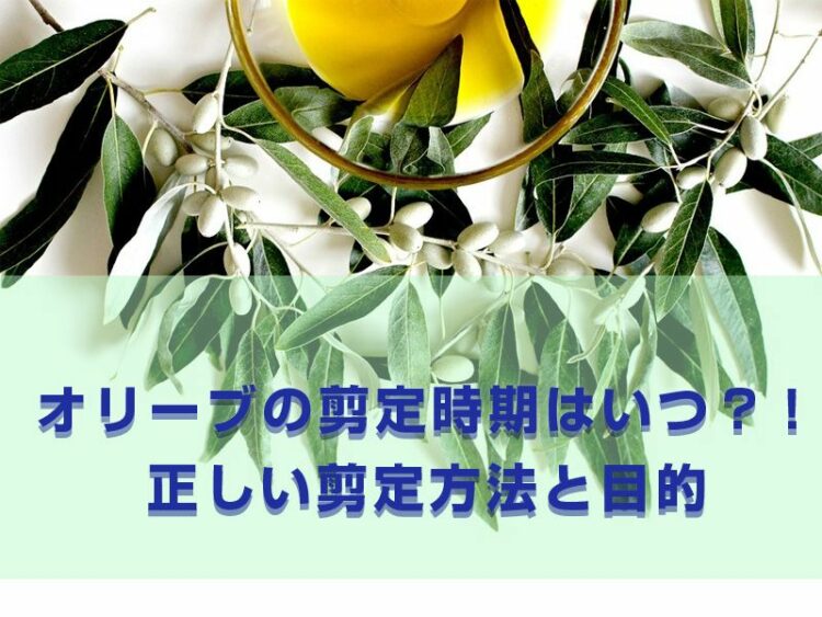 オリーブの剪定時期はいつ?正しい剪定方法と目的を覚えよう!