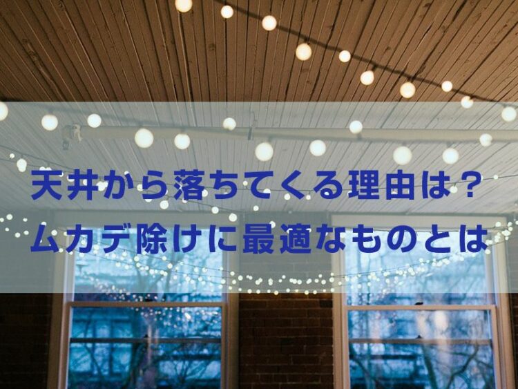 ムカデが天井から落ちてくる理由はなに?ムカデ除けに最適なものとは