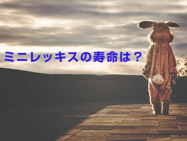 ミニレッキスの寿命は何年？長生きさせるために知っておきたいこと