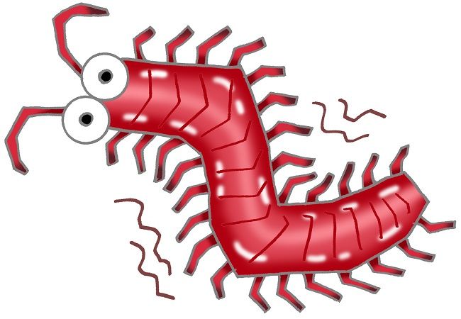 ムカデが活動する時期や生息しているところ