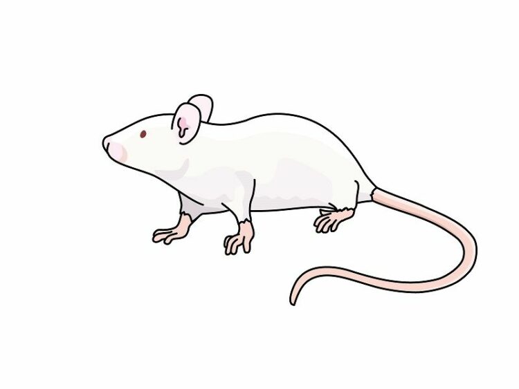 家に住み着くネズミを撃退！まずは生態を知ろう