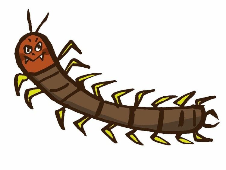 ムカデは放置しておくと危険？