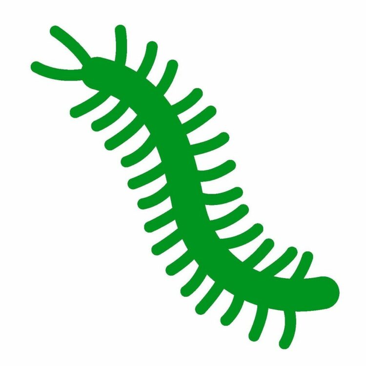 そもそもムカデってどんな生き物？