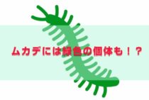 ムカデには緑色の個体も！？お住まいを守るムカデの予防法とは