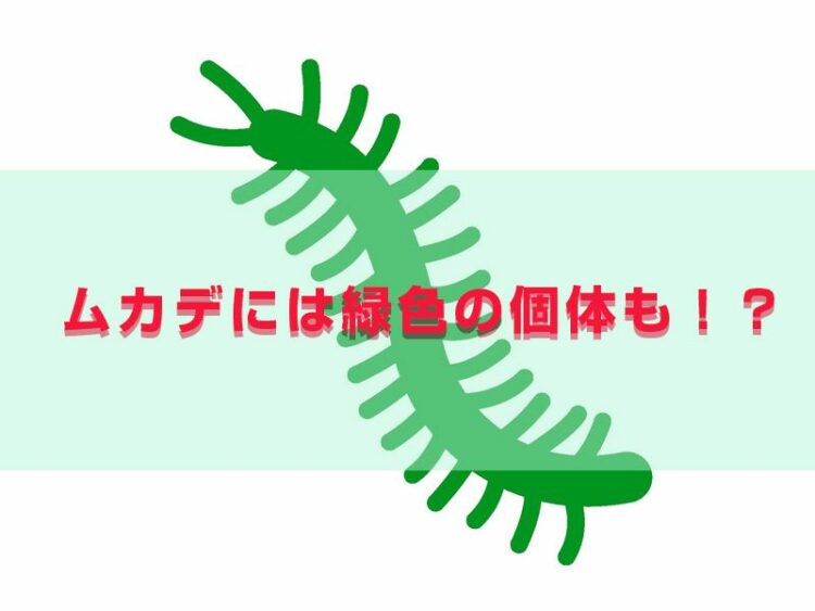 ムカデには緑色の個体も!?お住まいを守るムカデの予防法とは