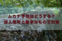 ムカデ予防はどうする？侵入場所と苦手なものを知って効果的に対策！