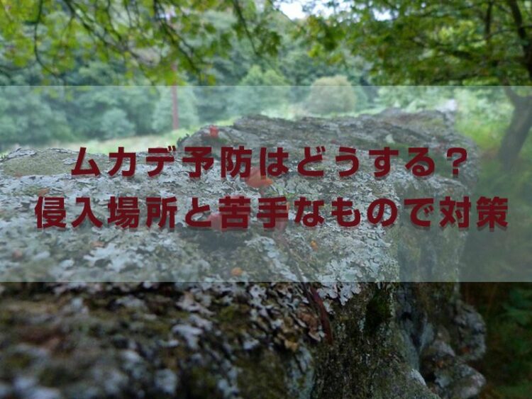 ムカデ予防はどうする?侵入場所と苦手なものを知って効果的に対策!