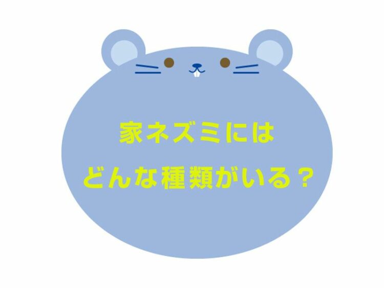 家に出るネズミは3種類!長期的にネズミを寄せ付けないためには