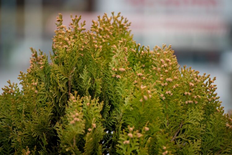 ハーブの他にもムカデが苦手なアロマがある