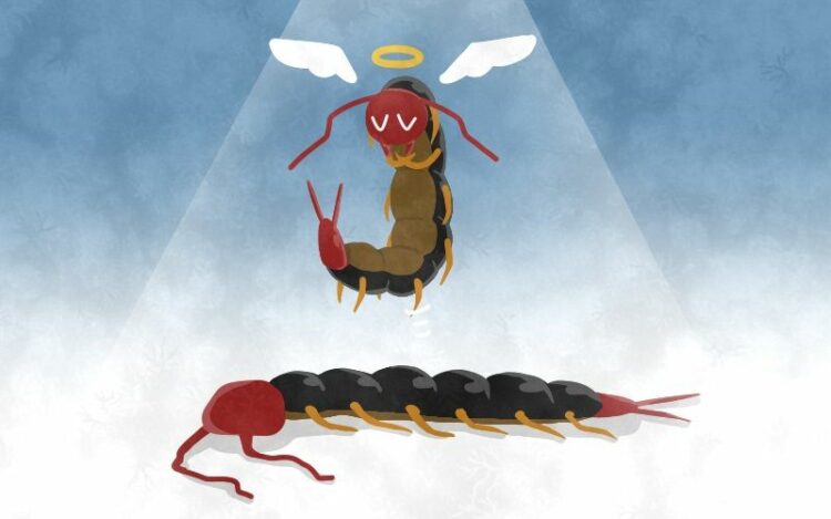 ムカデの駆除方法は？