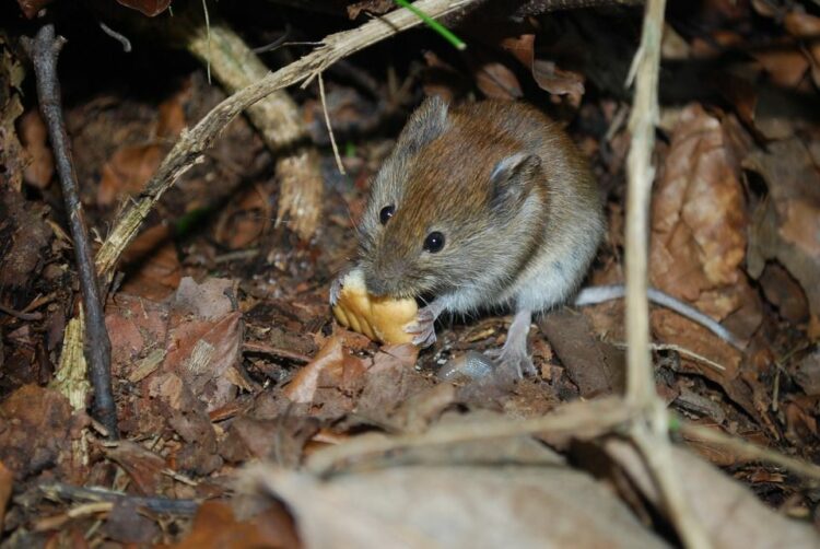 こんな場合は家にネズミが住み着いているかも…