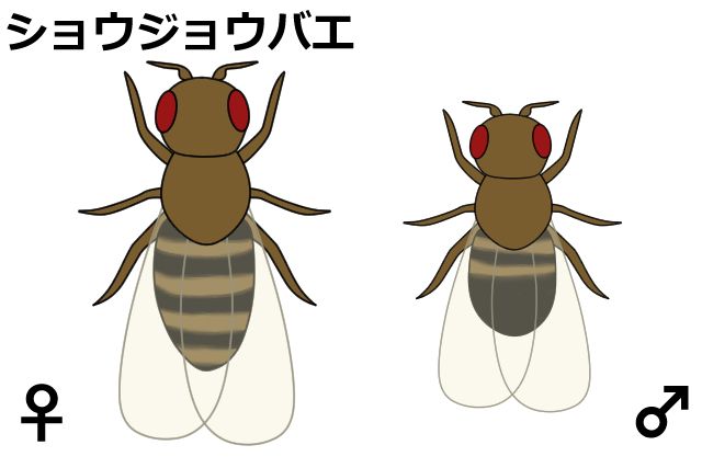 ショウジョウバエ