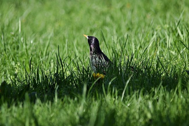 ムクドリってどんな鳥？