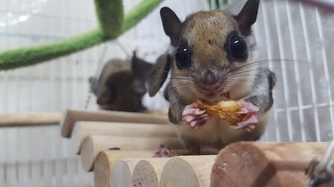 フクロモモンガにも種類がある