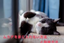 ペットにも安全！ムカデを家に入れない方法と駆除方法まとめ