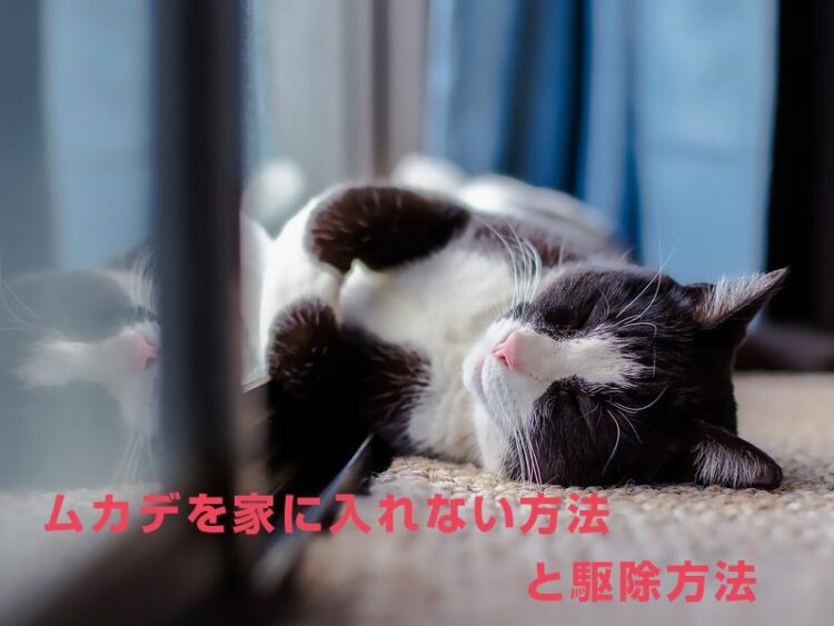 ペットにも安全！ムカデを家に入れない方法と駆除方法まとめ