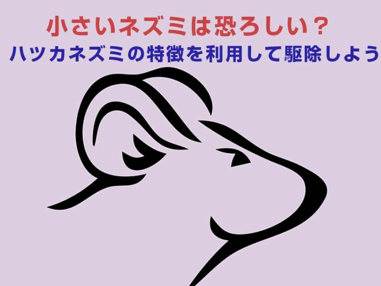 小さいネズミは恐ろしい?ハツカネズミの特徴を利用して駆除しよう