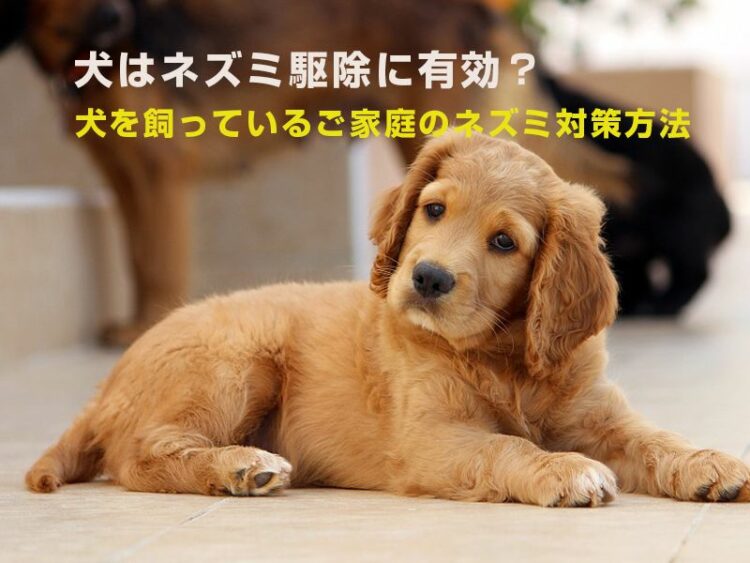 犬はネズミ駆除に有効？犬を飼っているご家庭のネズミ対策方法とは