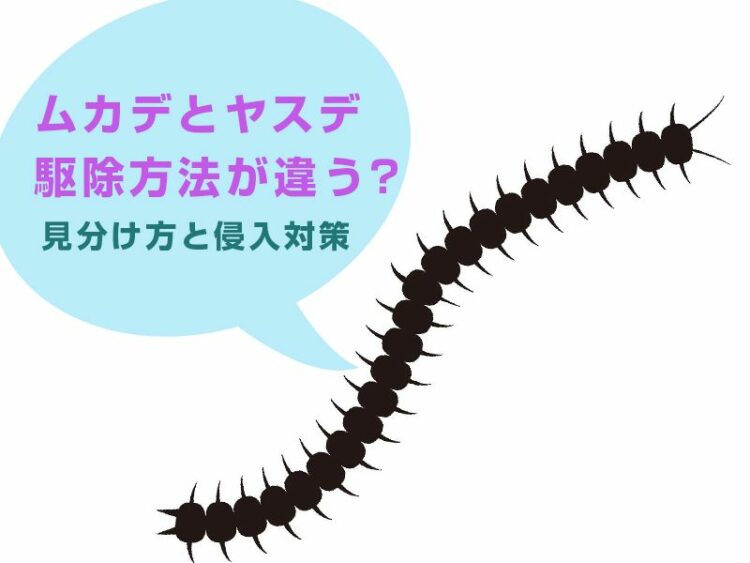 ムカデとヤスデは駆除方法が違う?見分け方と侵入対策について