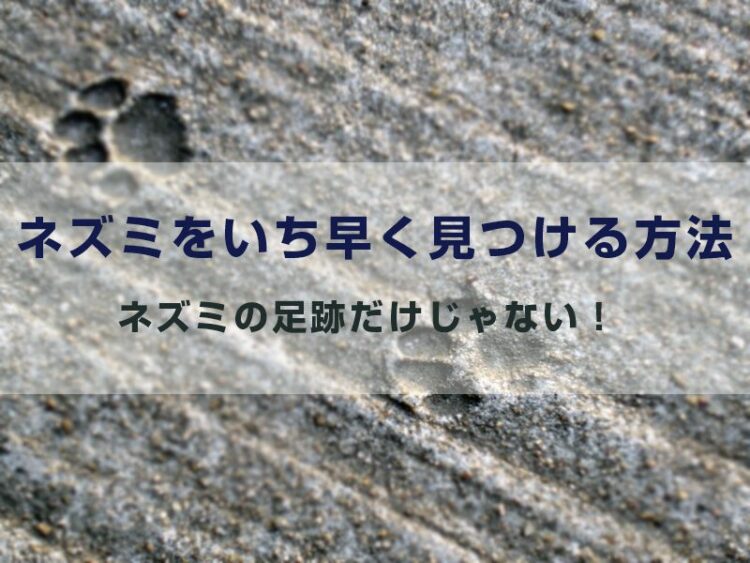 ネズミの足跡だけじゃない！侵入したネズミをいち早く見つける方法！