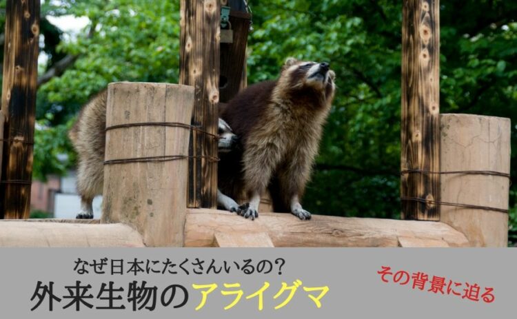 外来生物のアライグマがなぜ日本にたくさんいるの?その背景に迫る