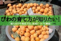 びわの育て方を知ろう！鉢植えや地植え、剪定の仕方をくわしくご紹介