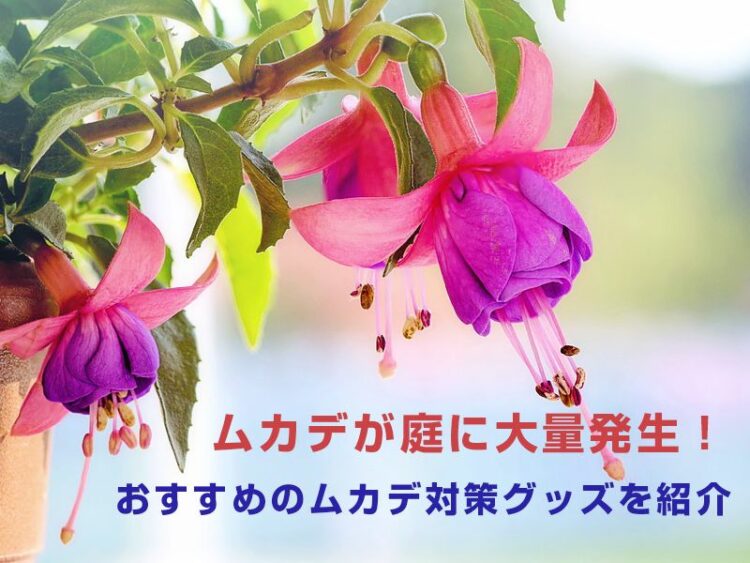 ムカデが庭に大量発生！おすすめのムカデ対策グッズを紹介します