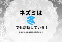 ネズミは冬でも活動している！ネズミによる被害や危険性とは？
