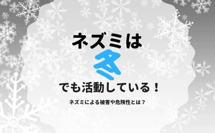 ネズミは冬でも活動している!ネズミによる被害や危険性とは?
