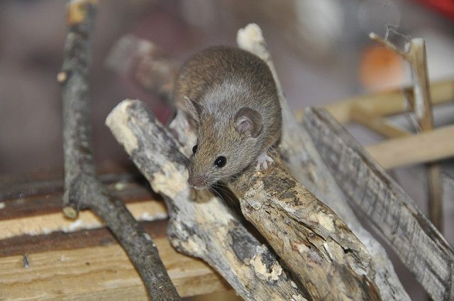 まずはネズミの特徴を知ろう