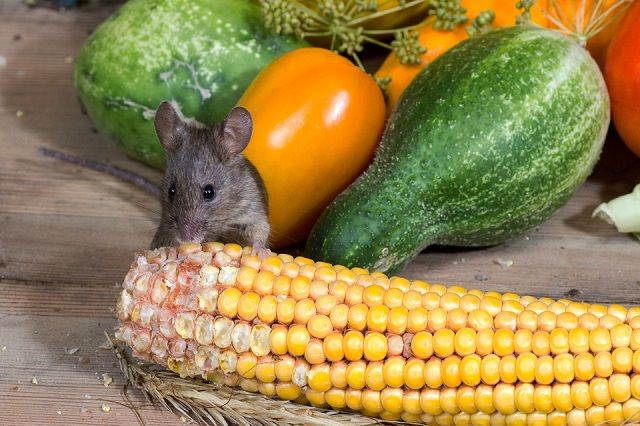 ネズミの発生を防ぐためには