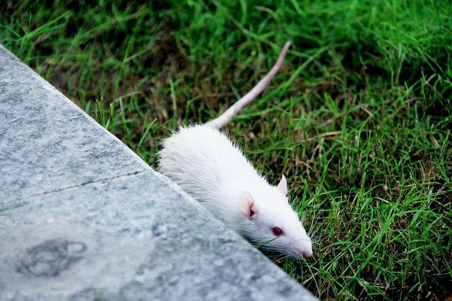 ハツカネズミが及ぼす人間への影響