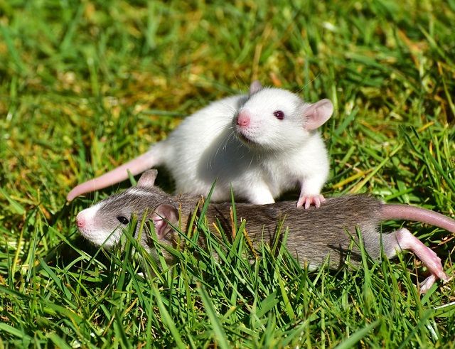 もしかしてドブネズミ？家に発生するネズミの種類