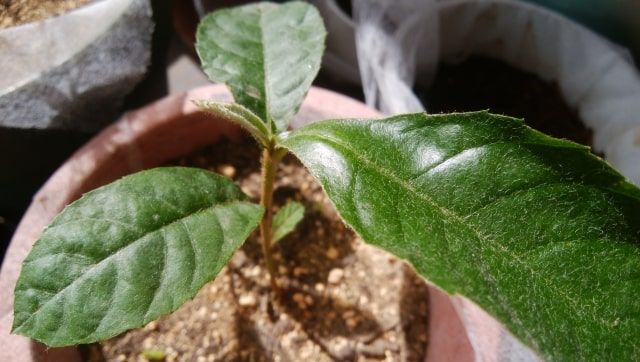 苗木の植え付け時期と方法