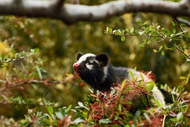 ハクビシンってどんな動物？