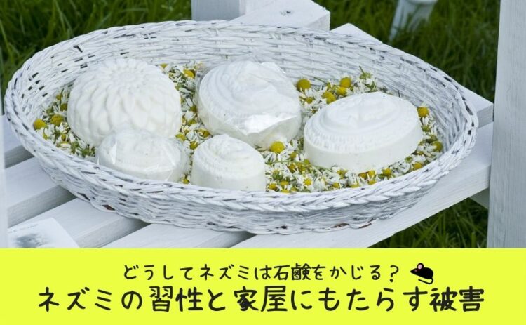 どうしてネズミは石鹸をかじる?ネズミの習性と家屋にもたらす被害