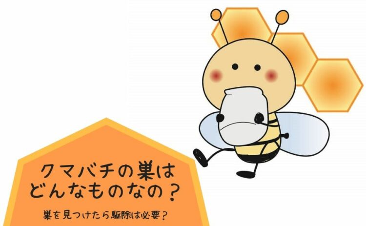 クマバチの巣はどんなものなの?巣を見つけたら駆除は必要?