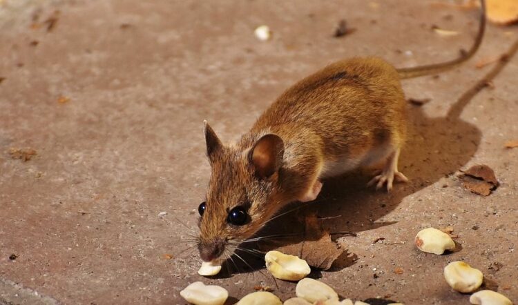 そもそもネズミは何を食べて生きているの？