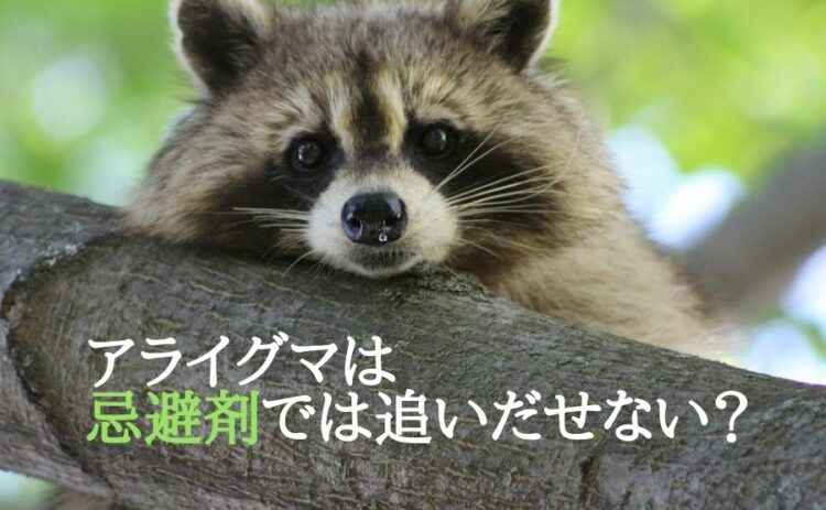 アライグマは忌避剤では追いだせない?被害を拡大させないためには
