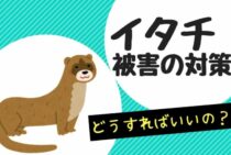 イタチを見つけたらどうすればいい？注意点を解説