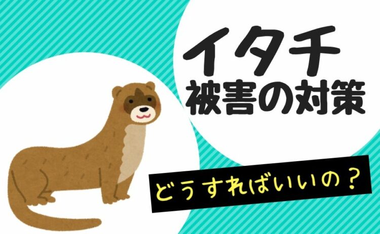 イタチに侵入されると厄介!イタチ被害の対策はどうすればいいの?