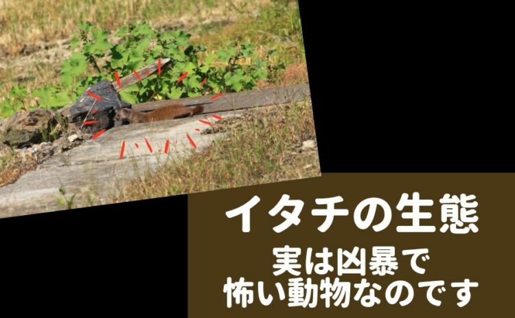 イタチの生態を紹介します!小さくても実は凶暴で怖い動物なのです