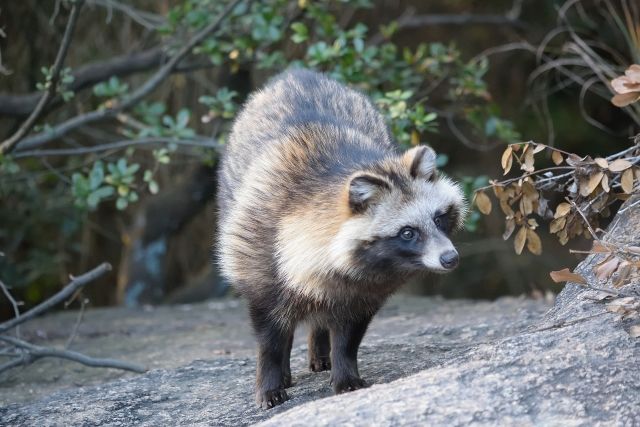 街中でもみかけるたぬきみたいな動物の被害とは