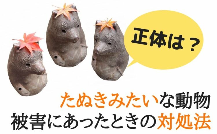 たぬきみたいな動物の正体は?被害にあったときの対処法などをご紹介