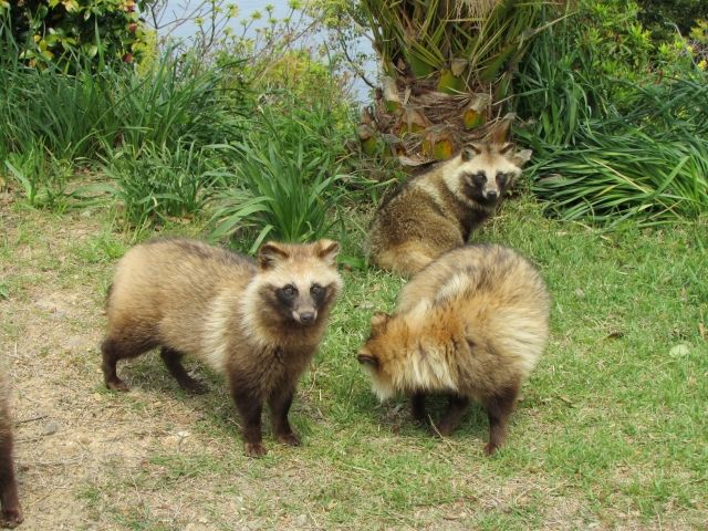 タヌキの足跡ってどんなかたち？