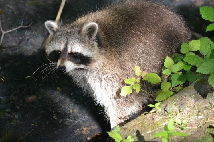 タヌキだけじゃない！厄介な被害をもたらす害獣とは